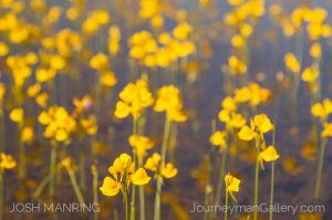 Josh Manring Photographer Decor Wall Art - Flowers-36.jpg